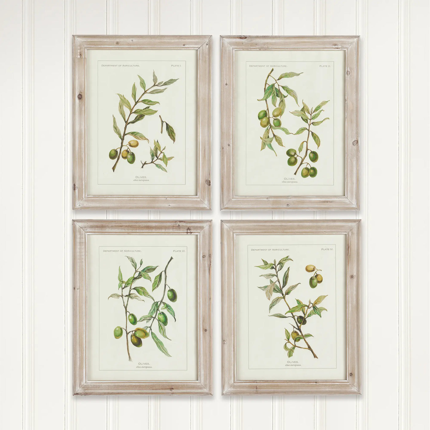 Framed Olive Leaf Botanical Prints, Set of 2