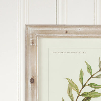 Framed Olive Leaf Botanical Prints, Set of 2
